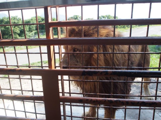 アフリカンサファリのジャングルバスでのライオン